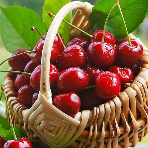 Prirodni izvor melatonina